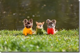 Three chihuahua dogs wearing stylish clothes are sitting on green grass in the cold autumn season.