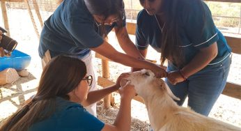 Santo Tomás Viña del Mar realizó operativo veterinario en Santuario Clafira de Limache