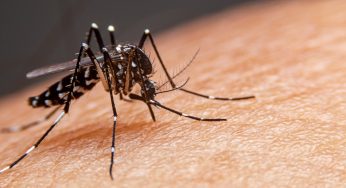 El brote de dengue este 2024 en las Américas y en Chile
