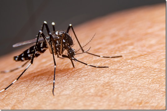 Striped mosquitoes are eating blood on human skin. Mosquitoes are carriers of dengue fever and malaria.Dengue fever is very widespread during the rainy season.