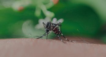Mosquito del Dengue en Chile: especialista explica por qué el mosquito transmisor no podría reproducirse en nuestro país.