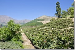 valle-aconcagua