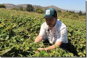 Frutilla en sectores de la localidad de San Pedro
