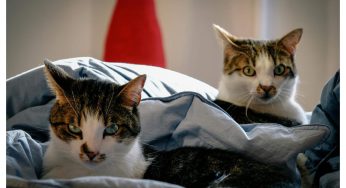 Llegó el frío y las mascotas lo sienten: ¿cómo prevenir resfríos en perros y gatos?
