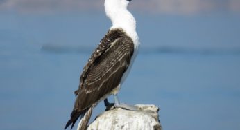 Advierten peligrosa pérdida de fauna marina en la región de Valparaíso por la acción humana