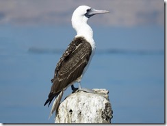 piquero de humbolt