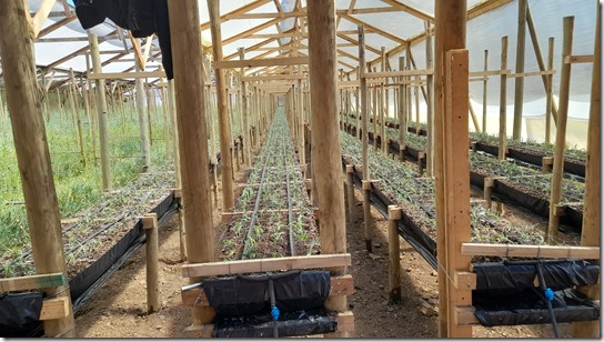 Producción de flores de corte hidropónico