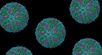 Electroestática de proteínas avanza en estudio de virus Zika