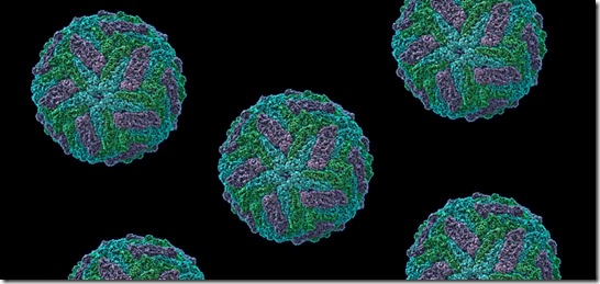 virus Zika