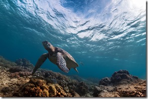 Turtle in the sea