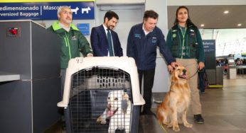 Debido al aumento de viajes con mascotas, el SAG facilita trámites para dueños de perros y gatos