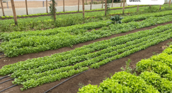 En el Día del campesino: Alianza entre Unimarc e INDAP permite a más de 50 pequeños agricultores comercializar sus hortalizas en la cadena de supermercados