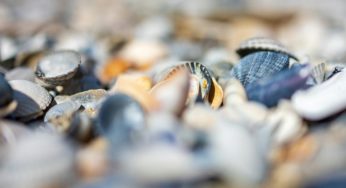 ¿Cómo nos afecta la presencia de microplásticos y microfibras en el mar?