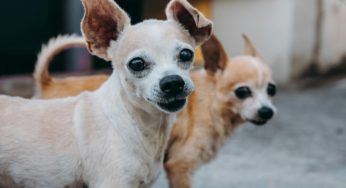 Cáncer en perros: hembras tienen casi tres veces mayor probabilidad de cáncer mamario que mujeres