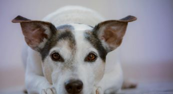 ¿Cómo cuidar la salud de mi perro? Lecciones del tutor ejemplar