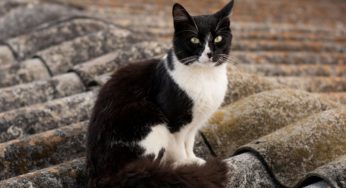 Agosto, mes de los gatos: Experto derriba principales mitos en torno al cuidado de los felinos