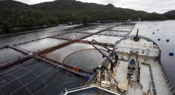 Nueva Ley General de Acuicultura: Áreas Protegidas Sin Salmoneras llama a reordenar la industria acuícola y exige transparencia en proceso de nueva ley
