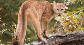 Importancia biológica del puma en Chile