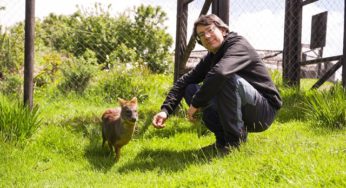 Se abren las postulaciones para encontrar a los Nuevos Héroes que sucederán al “Doctor Pudú”