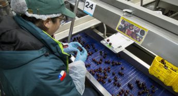 Con el envío de las primeras 10 toneladas SAG inaugura temporada récord de exportación de cerezas chilenas