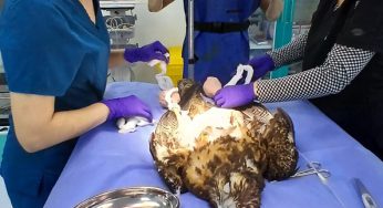 UNAB organizó charla sobre los desafíos de la medicina de fauna silvestre en Latinoamérica