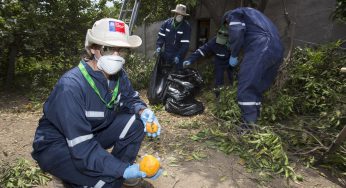 SAG informa avances significativos en las campañas de erradicación de mosca de la fruta