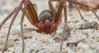 ¿Qué hacer si me pica una araña de rincón?