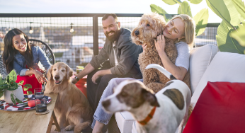 Tips para vacaciones con tu mascota