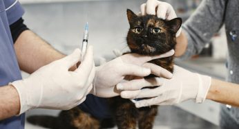 Universidad Santo Tomás se suma a organización mundial que promueve la ciencia del bienestar animal