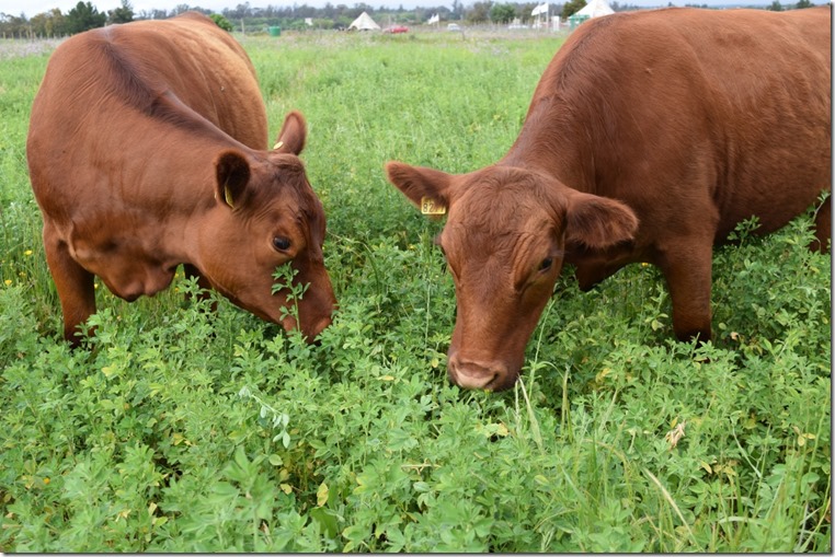 Alfalfas pastoreada por bovinos