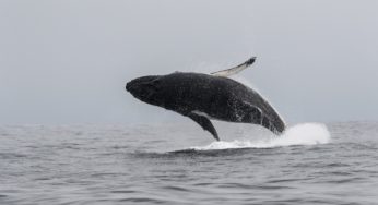 Corredor mortal: los riesgos que viven las ballenas que navegan por Chile