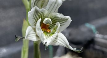 INIA apuesta por la biotecnología para conservar orquídeas nativas chilenas