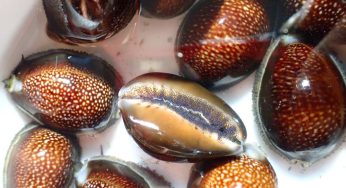 U. de Chile secuenciará el genoma de dos especies en peligro de extinción de Rapa Nui