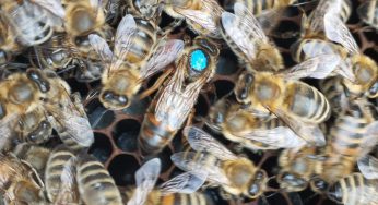 Desde San Antonio: Chile realizó el primer envío de abejas reinas a Centroamérica