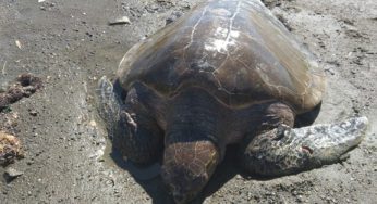 Sernapesca llama al cuidado de las tortugas marinas al recordarse su día mundial