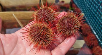 UNAB realiza una de las siembras más grandes de erizos en Chile: Permitirá fortalecer la pesca artesanal en la Región de Valparaíso