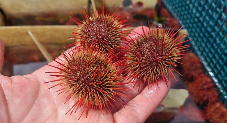 UNAB realiza una de las siembras más grandes de erizos en Chile: Permitirá fortalecer la pesca artesanal en la Región de Valparaíso