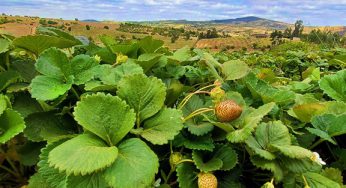 INIA, SAG y FIA: Invitan a capacitación sobre manejo sustentable de la frutilla en Santo Domingo, Región de Valparaíso