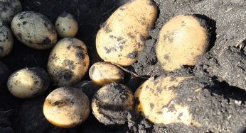 Pulso Agroclimático octubre: expertos alertan por la posible aparición de enfermedades fungicidas en los cultivos