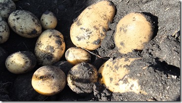 Foto genérica pulso agroclimático