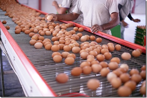 Producción huevos 2 (2)