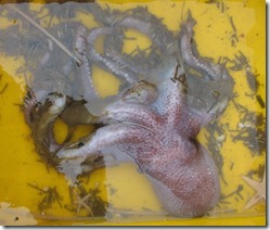 Graneledone sellanesi 1