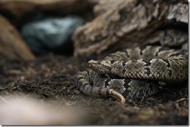 serpiente cascabel (1)