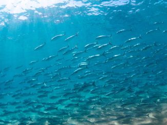 Investigadores analizando prototipos de vacuna para prevenir la tenacibaculosis en la industria salmonera chilena.