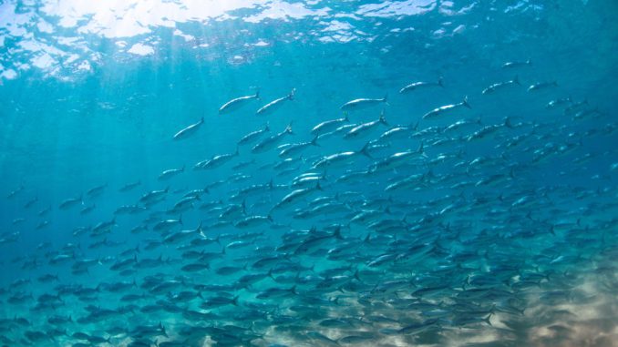 Investigadores analizando prototipos de vacuna para prevenir la tenacibaculosis en la industria salmonera chilena.