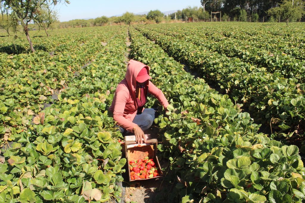 Investigadores analizando el uso de levaduras genéticamente mejoradas para preservar la frescura de las frutillas.