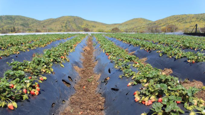 Investigadores analizando muestras de frutillas y levaduras en laboratorio de biotecnología