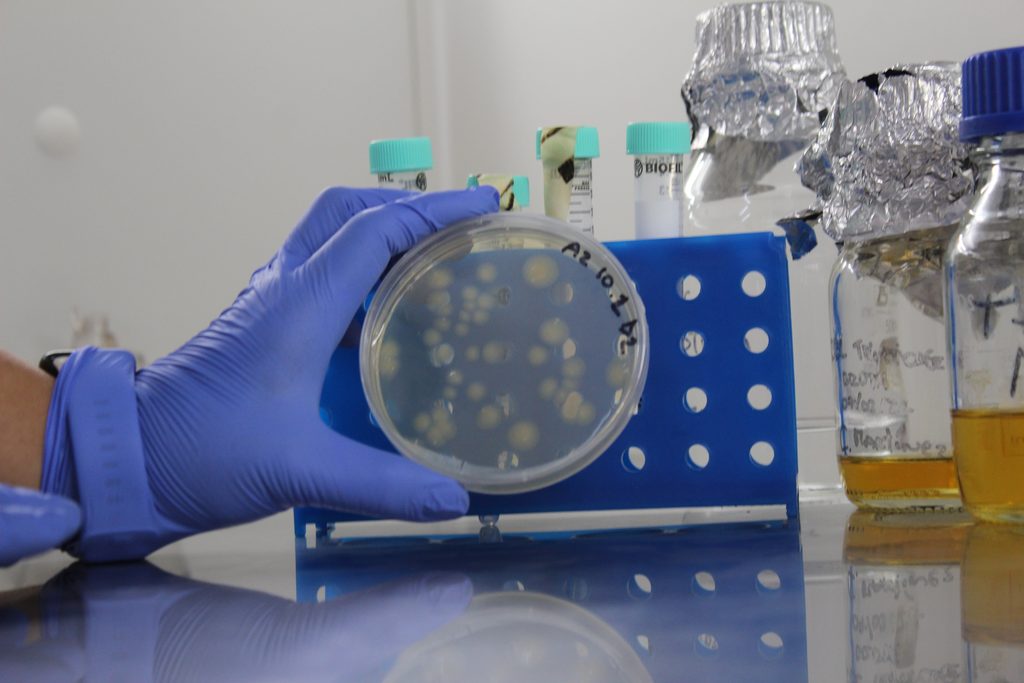 Investigadores analizando muestras de frutillas y levaduras en laboratorio de biotecnología