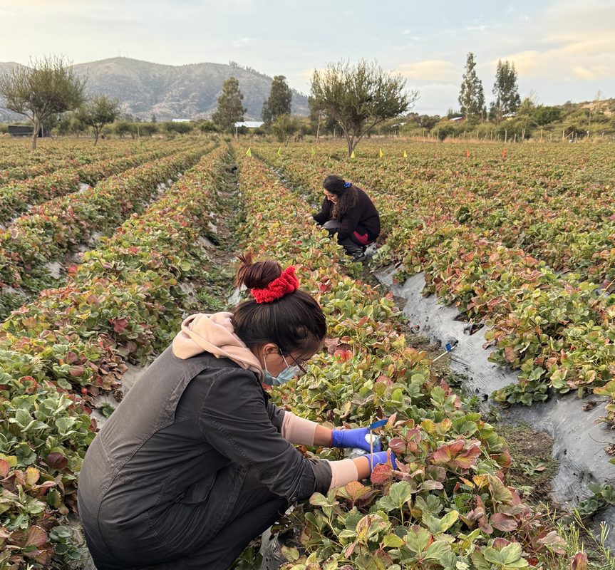 Investigadores analizando muestras de frutillas y levaduras en laboratorio de biotecnología