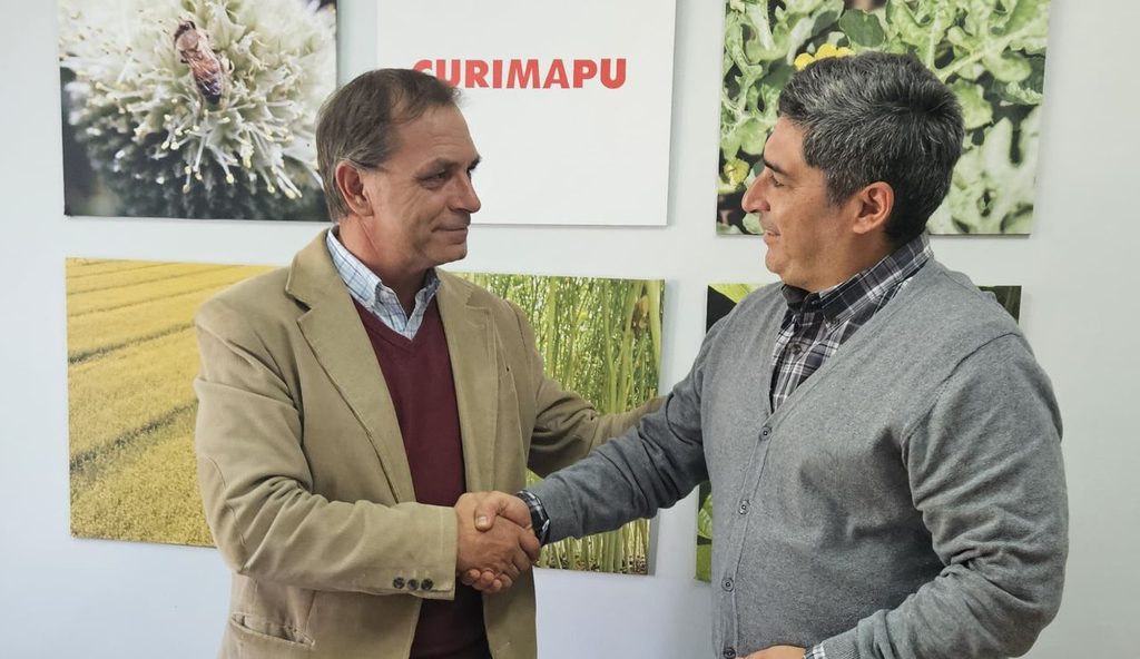 Semillas de alfalfa con tratamiento de peletizado para mejorar su establecimiento en suelos de secano.